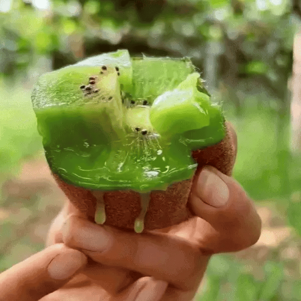 Sazenice kiwi Česko